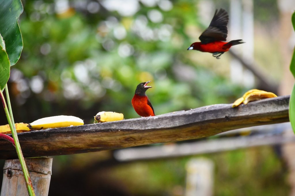 Colombian birds on a branch