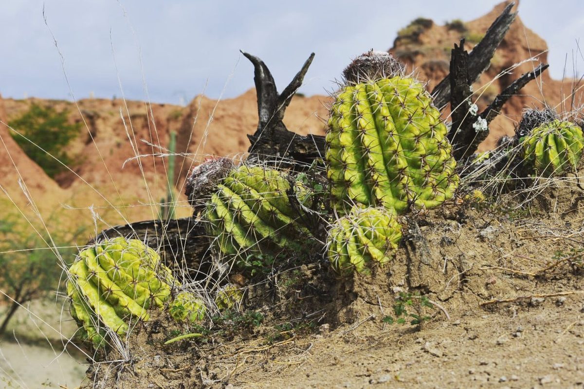 Colombian desert landscape with cacti